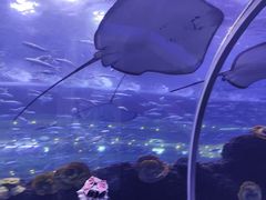 -成都浩海立方海洋公园