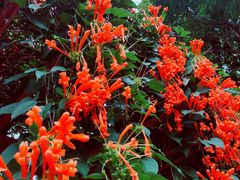 -天适樱花悠乐园