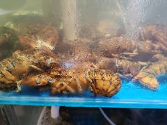 -四海蒸鲜蒸汽海鲜自助(北戴河店)