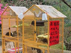 -广西龙虎山风景区