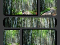 -黄埔油麻山森林公园