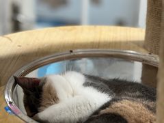 -楼上猫咖(罗湖店)