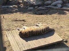 -大连森林动物园