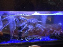 -陶陶居海鲜酒家(新马路店)