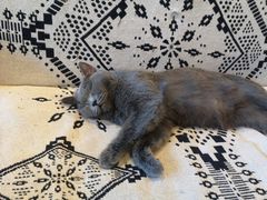 -平行世界·猫咖(首经贸店)
