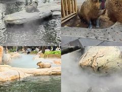 -北京野生动物园