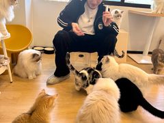 -有喵·猫咖·狗咖·30几只猫10只小狗(岗厦店)