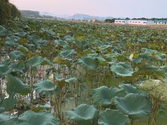 -光明小镇欢乐田园