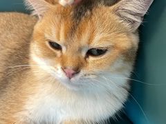 -泰国佛·塔罗·泰牌狐仙古曼