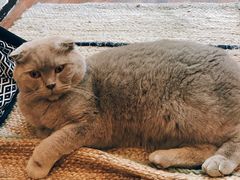 -猫友咖啡店(玉林西路店)
