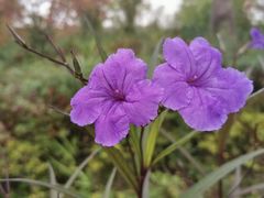 -昆山城市生态森林公园