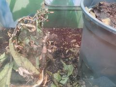 -上海大自然野生昆虫馆(东方明珠·爬宠昆虫探索中心)