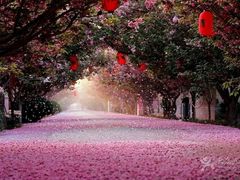 -莱阳濯村樱花园