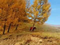 -塞罕坝国家级自然保护区