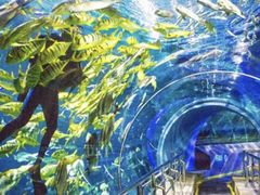 -太平洋海底世界