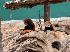 -大连森林动物园