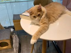 -猫的茶·猫咖