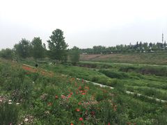 -洨河生态公园