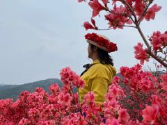 -木兰云雾山