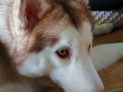 -Husky Go! 哈士奇体验馆·宠物咖啡厅狗咖