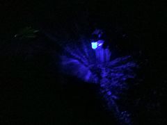 -青山公园萤火虫科普展