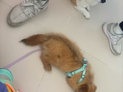 -美联众合动物医院·24h转诊中心