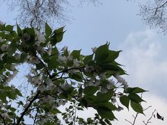 -武汉大学-樱园