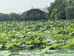-荷塘月色湿地公园·向阳花洲