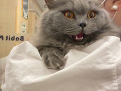 -BABIT巴比特宠物(MOMOPARK店)