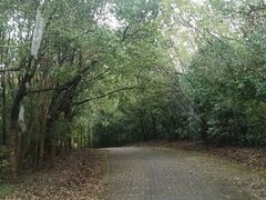 -上海海湾国家森林公园