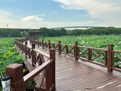 -荷塘月色湿地公园·向阳花洲