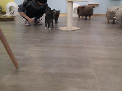 -猫冇咖·家门口的撸猫馆(大融城店)