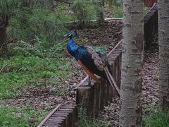 -北京麋鹿生态实验中心