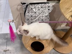 -楼上猫咖(罗湖店)