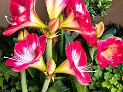 -亭亭鲜花店(中山北路店)