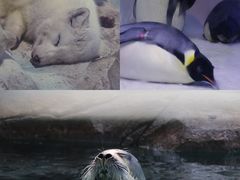 -海合安成都极地海洋公园