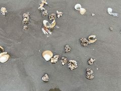 -启东黄金海滩景区
