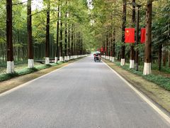 -黄海国家森林公园