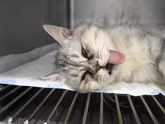 -派特宠物医院(圆融广场店)