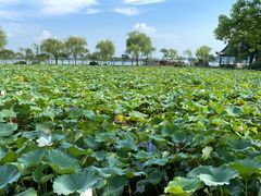 -无锡蠡湖国家湿地公园-蠡园
