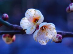 -梅花山(明孝陵内)