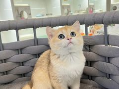 -lincat·猫舍(广州店)