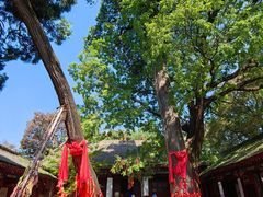 -少华山国家森林公园