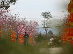-天适樱花悠乐园
