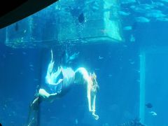-海棠湾洲际-涛·海底餐厅·美人鱼·自助餐·海底隧道