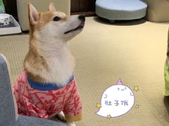 -逗柴咖啡屋·狗咖猫咖宠物桌游