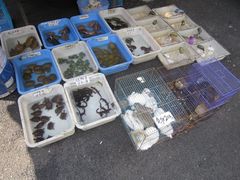 -清平路水族市场