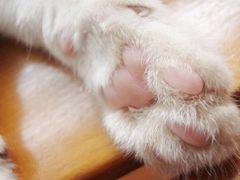 -宠爱国际动物医院·消化内科·心肾内科·ISFM猫友好(望京店)