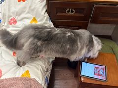 -十年猫舍·猫咪专门店(普陀店)