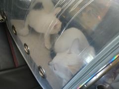 -荔康动物医院(康王北路店)